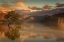 Picture of LONE TREE NOT ALONE
