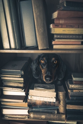 Picture of DER KLEINE BIBLIOTHEKAR - LITTLE LIBRARIAN