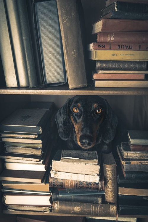 Picture of DER KLEINE BIBLIOTHEKAR - LITTLE LIBRARIAN