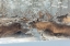 Picture of REINDEERS III