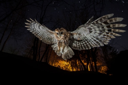 Picture of TAWNY OWL AND THE FALSE FIRE