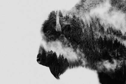 Picture of BISON