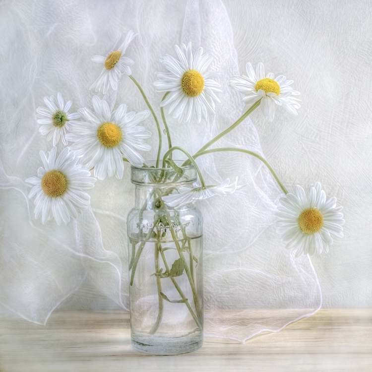 Picture of DAISIES