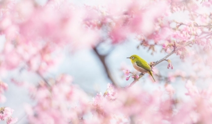 Picture of CHERRY-BLOSSOM COLOR