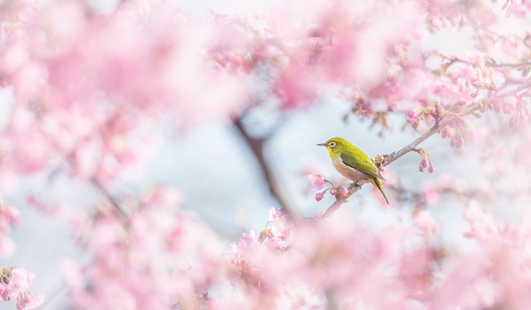 Picture of CHERRY-BLOSSOM COLOR