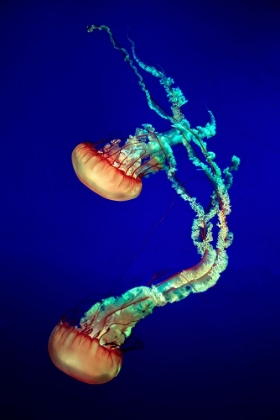 Picture of JELLY FISH