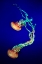 Picture of JELLY FISH