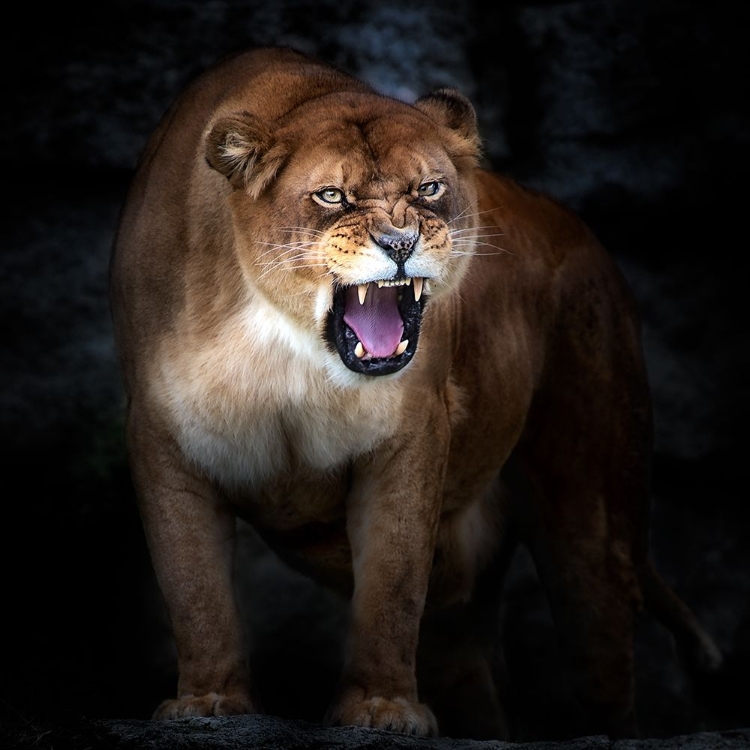 Picture of LION PORTRAIT