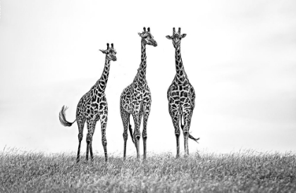 Picture of GIRAFFES IN THE  MARA PLAINS