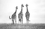 Picture of GIRAFFES IN THE  MARA PLAINS