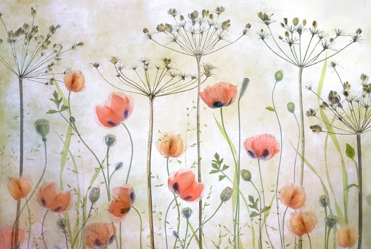 Picture of POPPY MEADOW