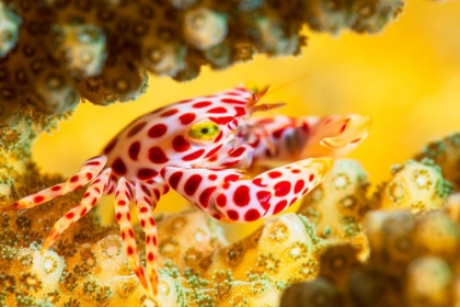 Picture of RED -SPOTTED GUARD CRAB