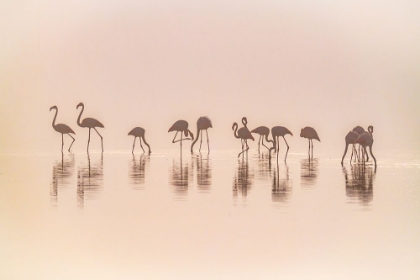 Picture of FLAMINGOS IN THE MIST