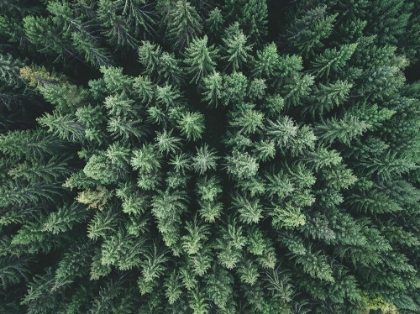 Picture of MOODY FOREST FROM ABOVE