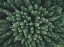 Picture of MOODY FOREST FROM ABOVE