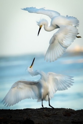 Picture of SNOWY EGRET TANGO