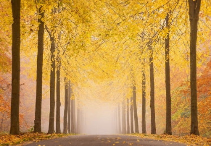 Picture of AUTUMN ROAD