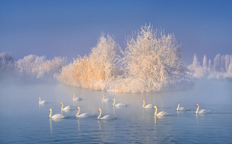 Picture of SWAN LAKE