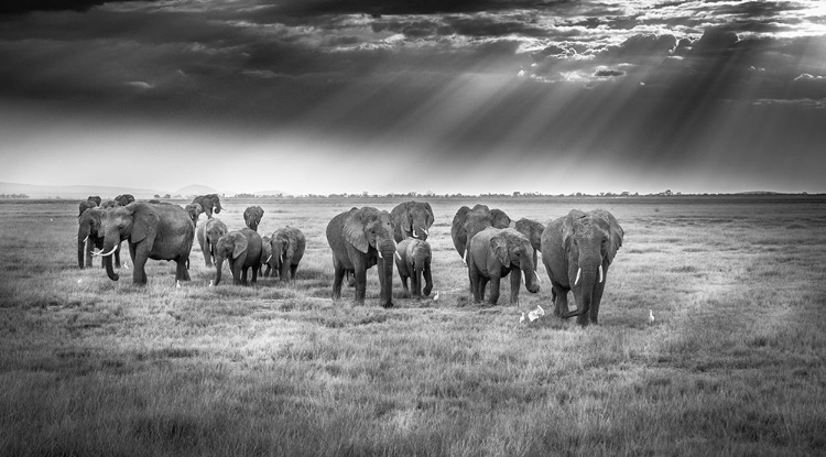 Picture of BREAKFAST WITH PACHYDERMS