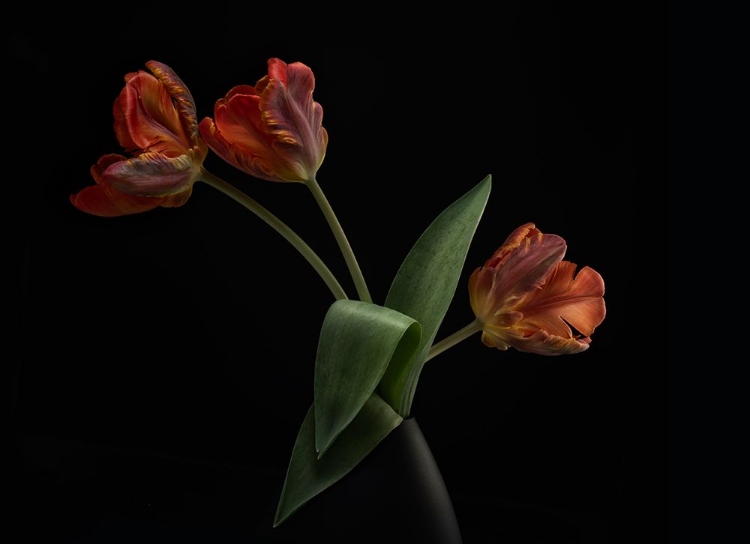 Picture of TULIPS IN VASE