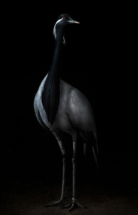 Picture of DEMOISELLE CRANE PORTRAIT II