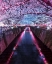 Picture of SAKURA SEASON
