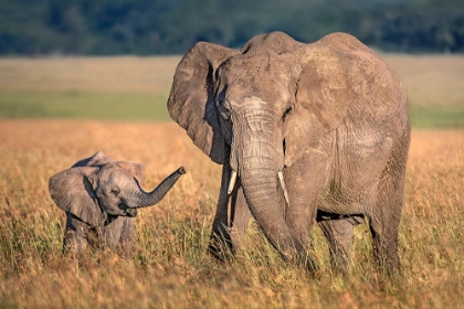 Picture of MOM ELEPHANT WITH CALF