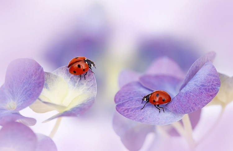 Picture of RED AND PURPLE