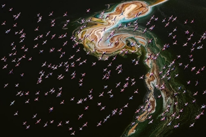 Picture of HUNDREDS OF FLAMINGOS