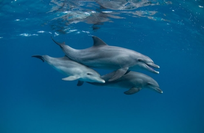 Picture of DOLPHINS