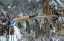 Picture of TRANSALPINE