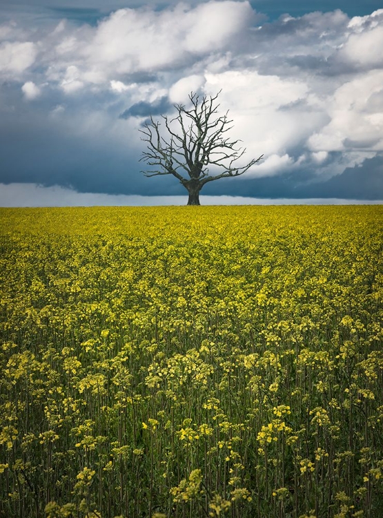 Picture of OAKTREE ON CANOLAFIELD