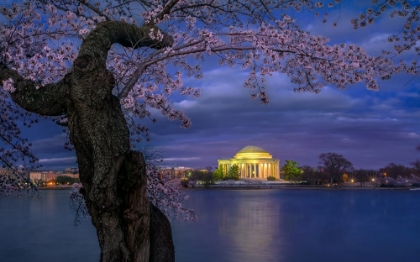 Picture of CHERRY BLOSSOMS AROUND THE JEFFERSON MEMORIAL