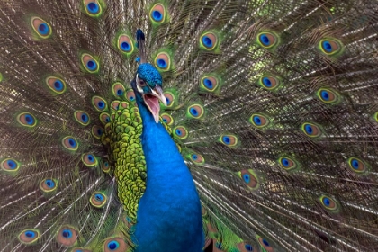 Picture of INDIAN PEAFOWL