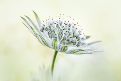 Picture of ~ASTRANTIA~