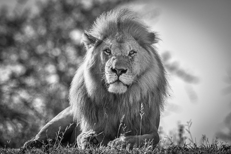 Picture of MONOCHROMATIC LION KING