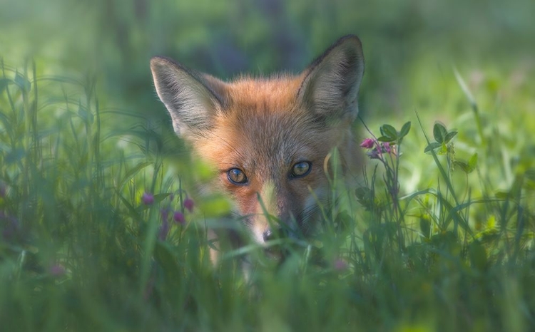 Picture of RED FOX