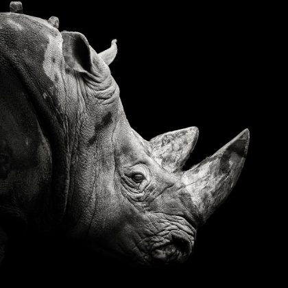 Picture of RHINO