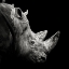 Picture of RHINO