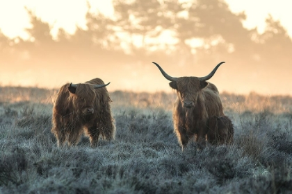 Picture of THREE HIGHLANDERS