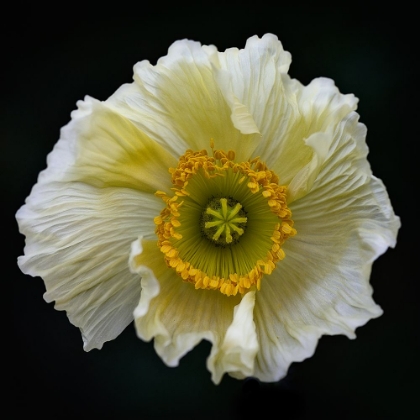 Picture of ICELANDIC POPPY