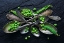 Picture of SPOONSAGREEN PEA
