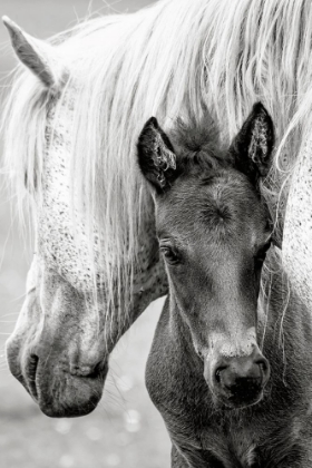 Picture of THE FOAL