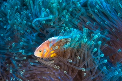 Picture of SKUNK CLOWNFISH