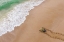 Picture of TURTLE SEASON