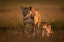 Picture of MOM LIONESS WITH CUB