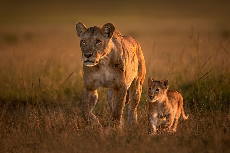 Picture of MOM LIONESS WITH CUB