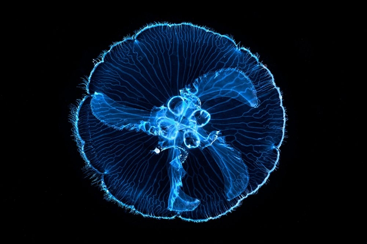 Picture of MACDUSA