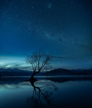 Picture of WANAKA TREE