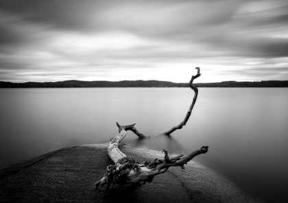 Picture of BRANCH LONG EXPOSURE LAKE